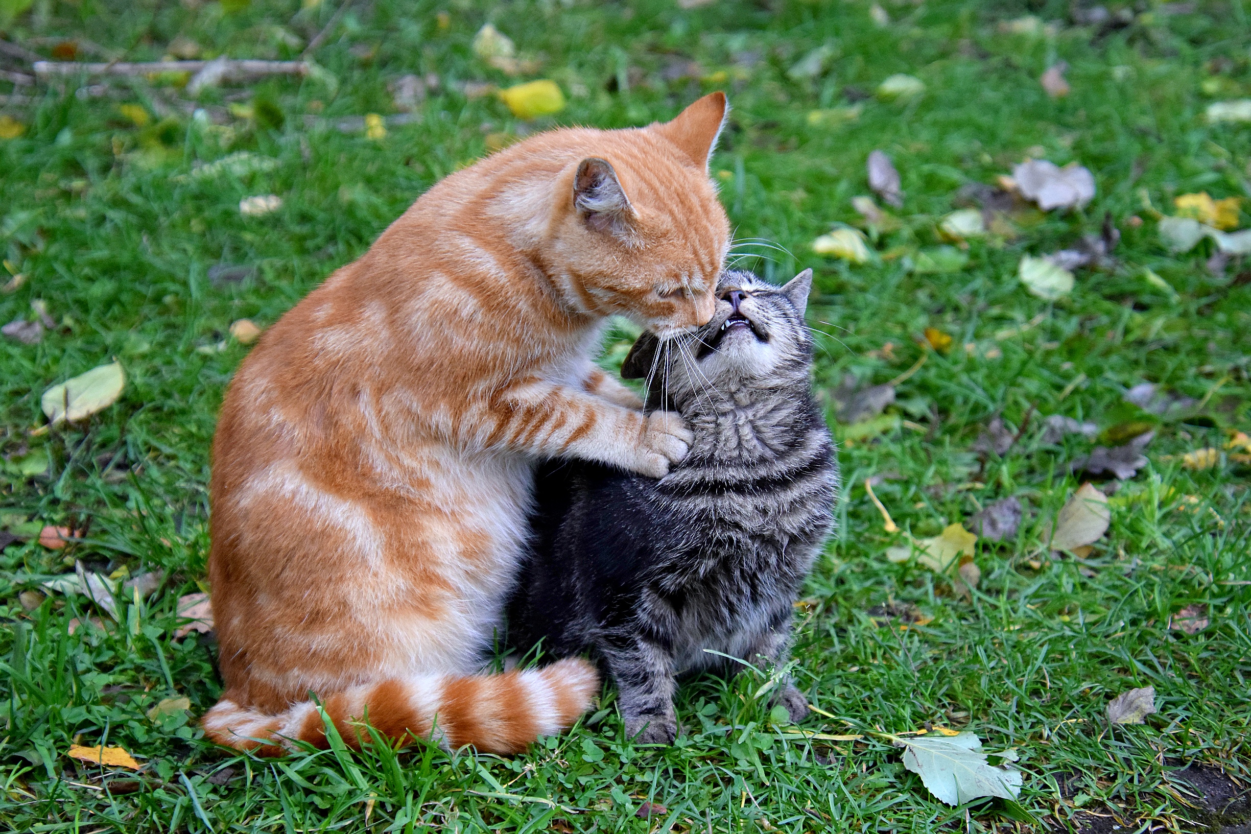 Котячьи нежности