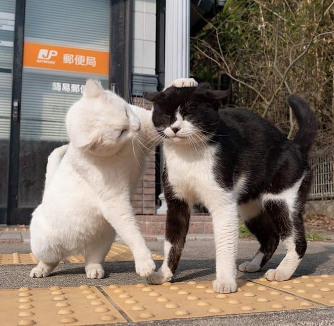 Не расстраивайся Василий, дадут нам ещё колбаску