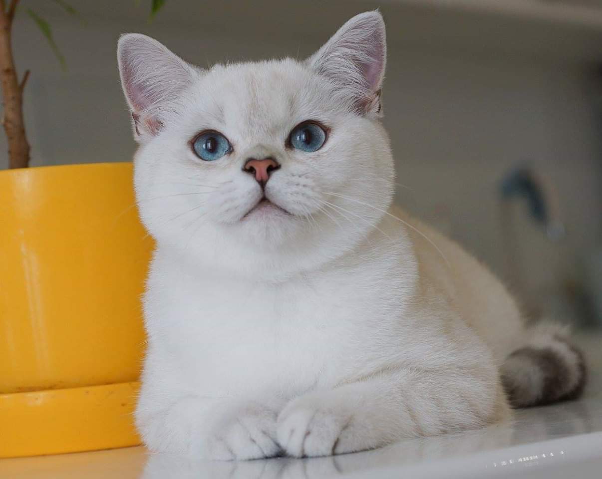 Хозяйкина радость