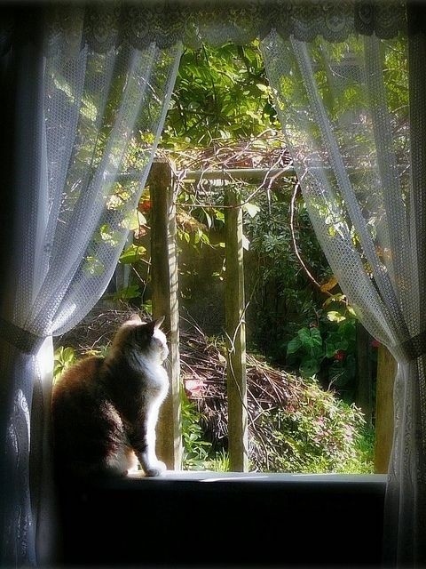 Кисуля встречает рассвет