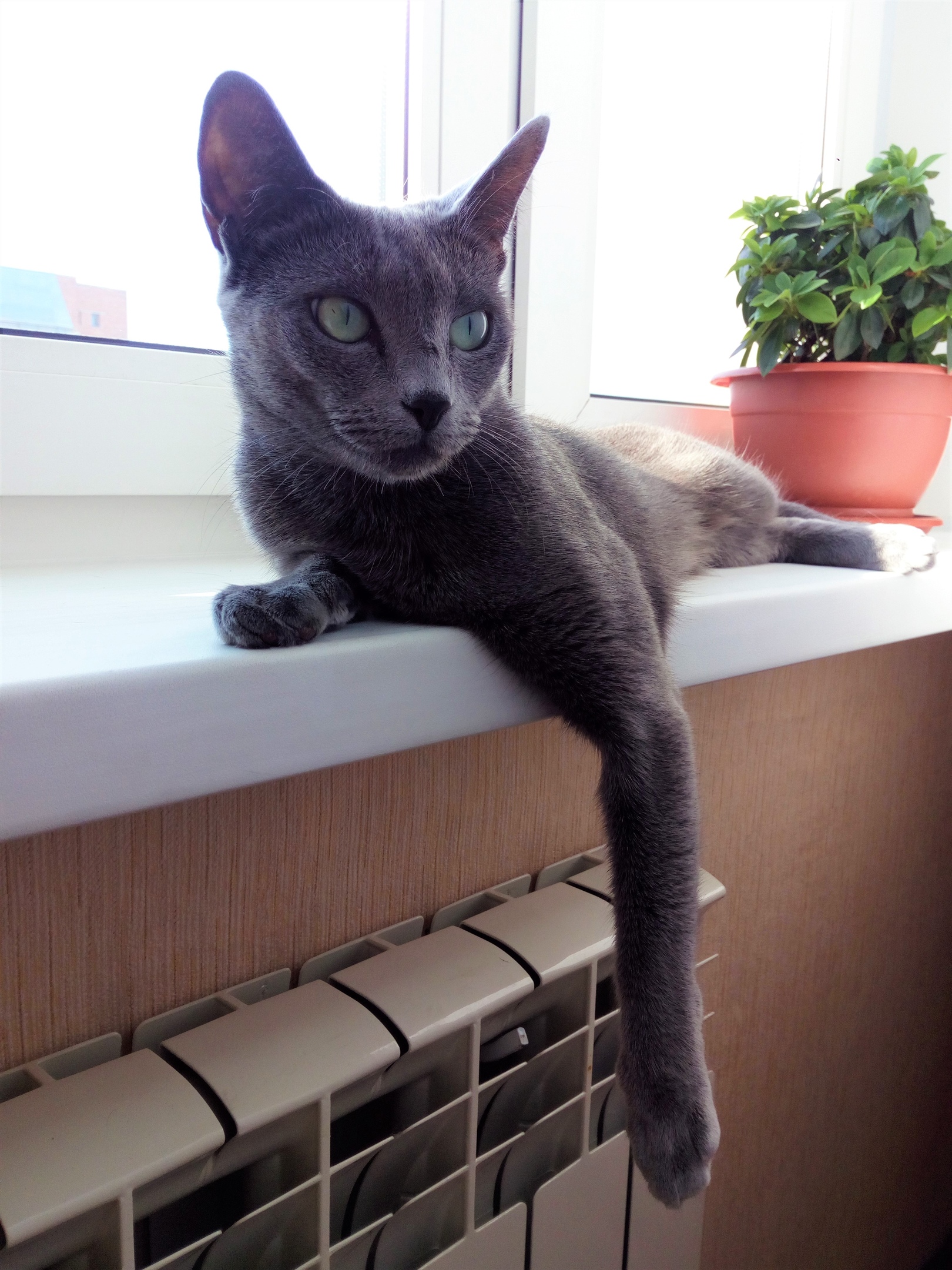 Лежу и лапу грею