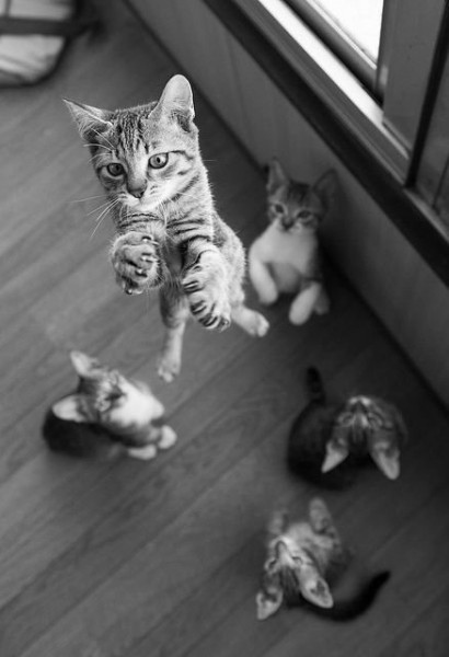 Отправился на люстру