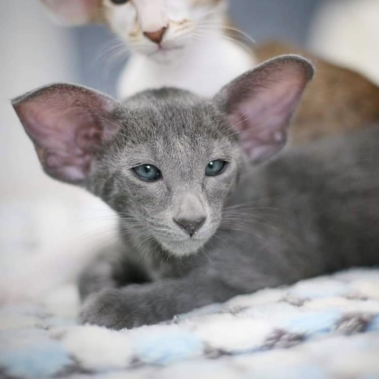 Зачем разбудили красавчика