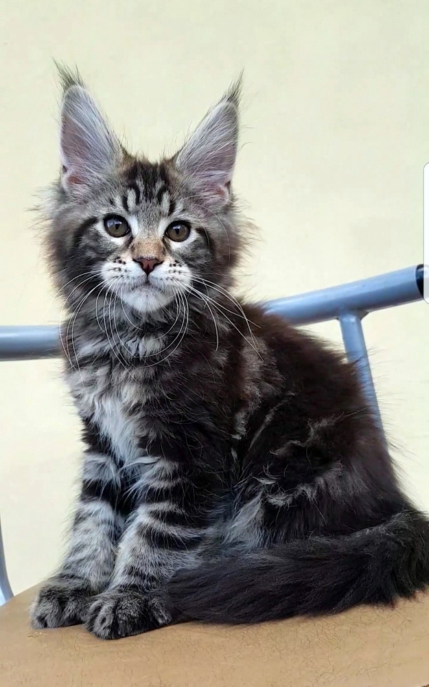 Усатый лапусёнок