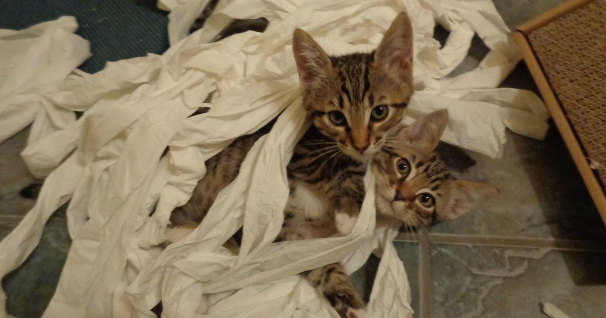 Хулиганы в действии