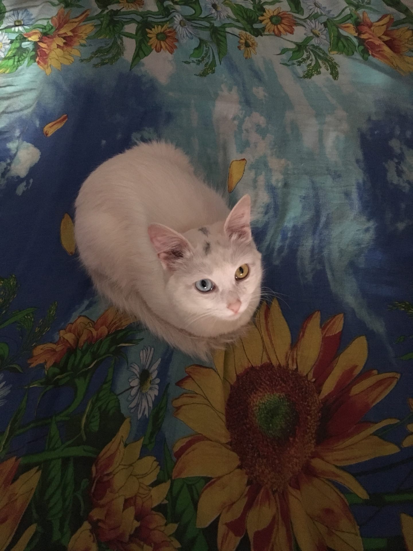 Прогулка на постели