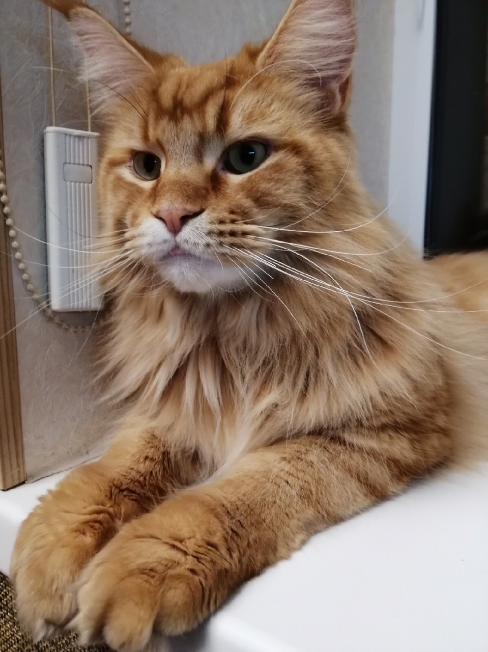 Наблюдать за хозяевами очень интересно