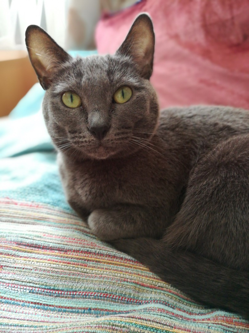 Дымчатая красавица проснулась