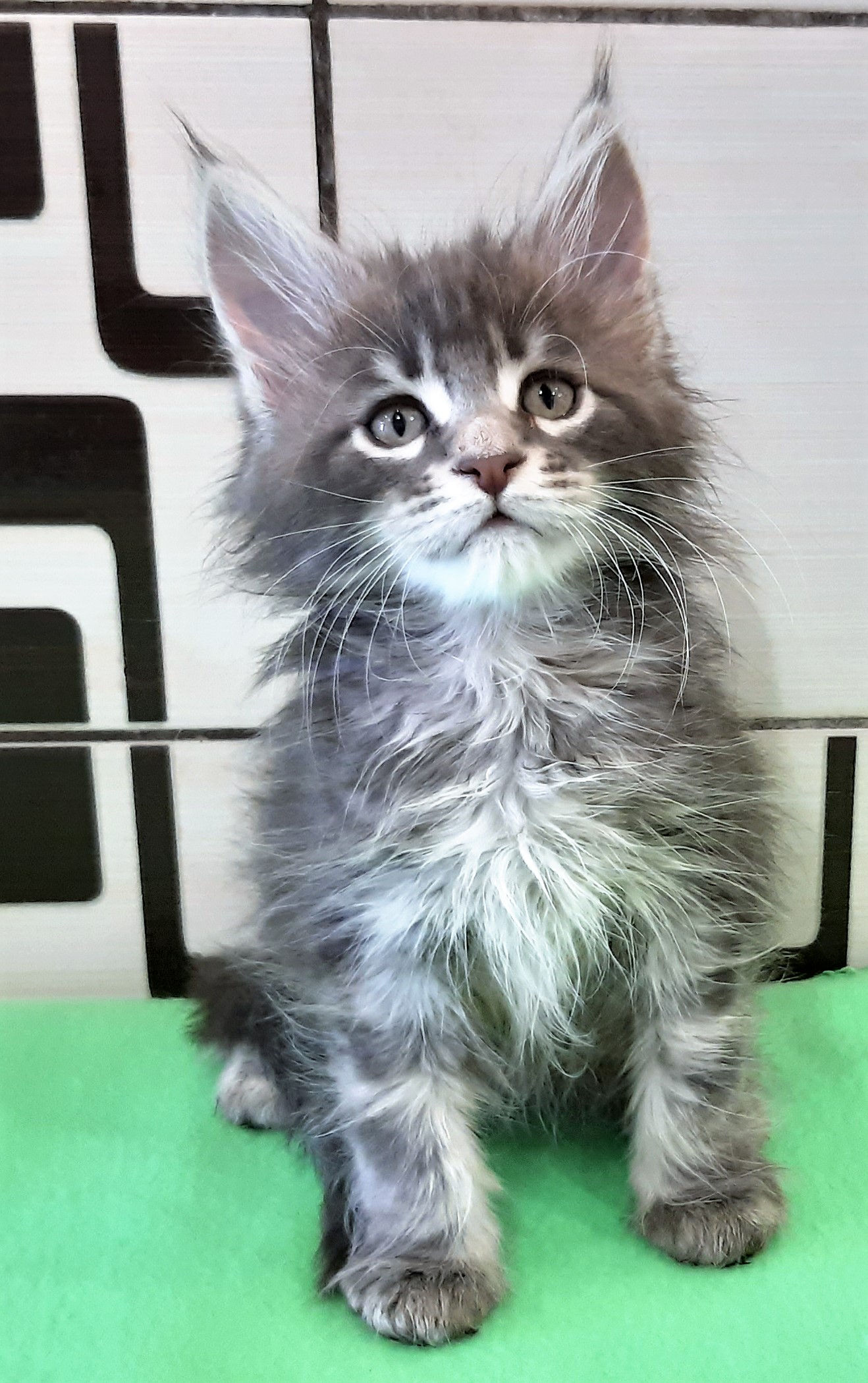 Лохматый котёнок