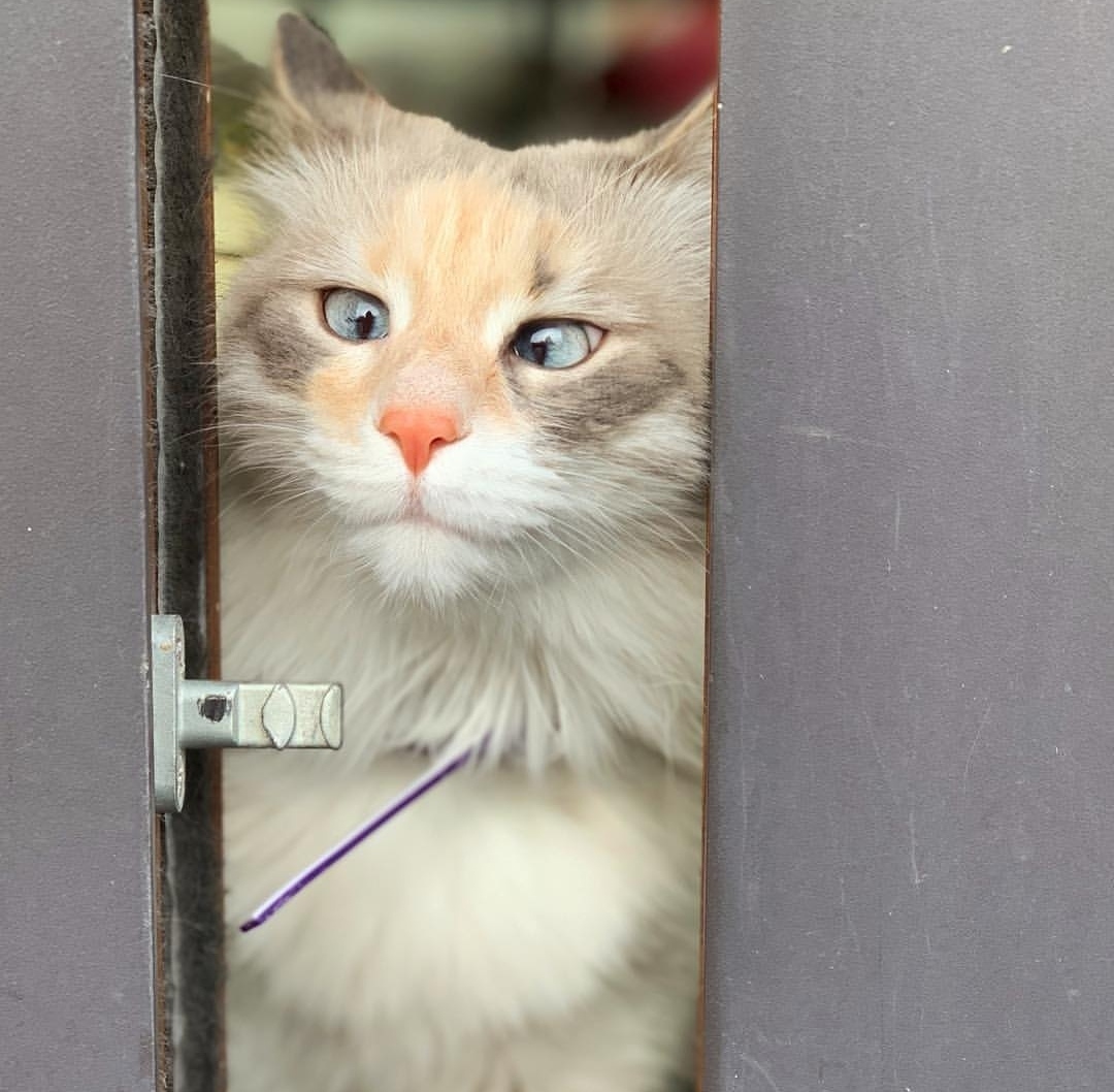 Что, никто починить не может