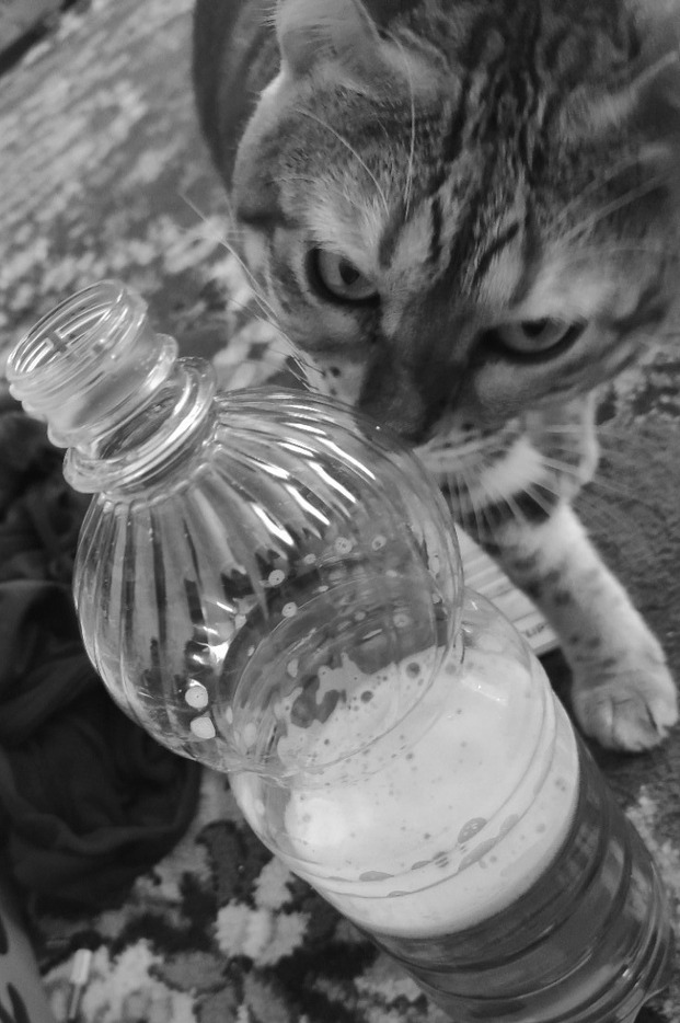 Хозяин, это не лимонад, а пиво