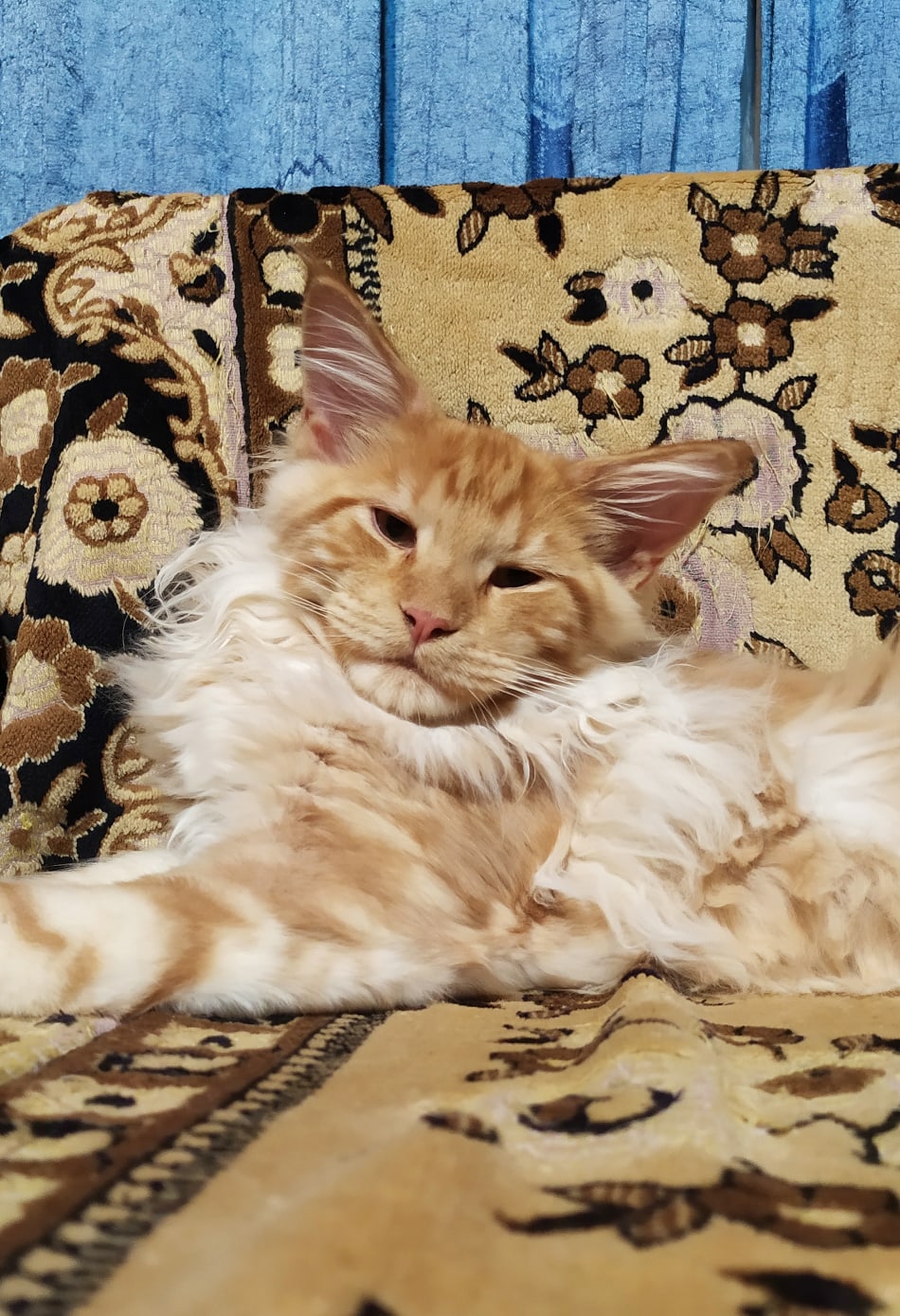 Старенький лежебока