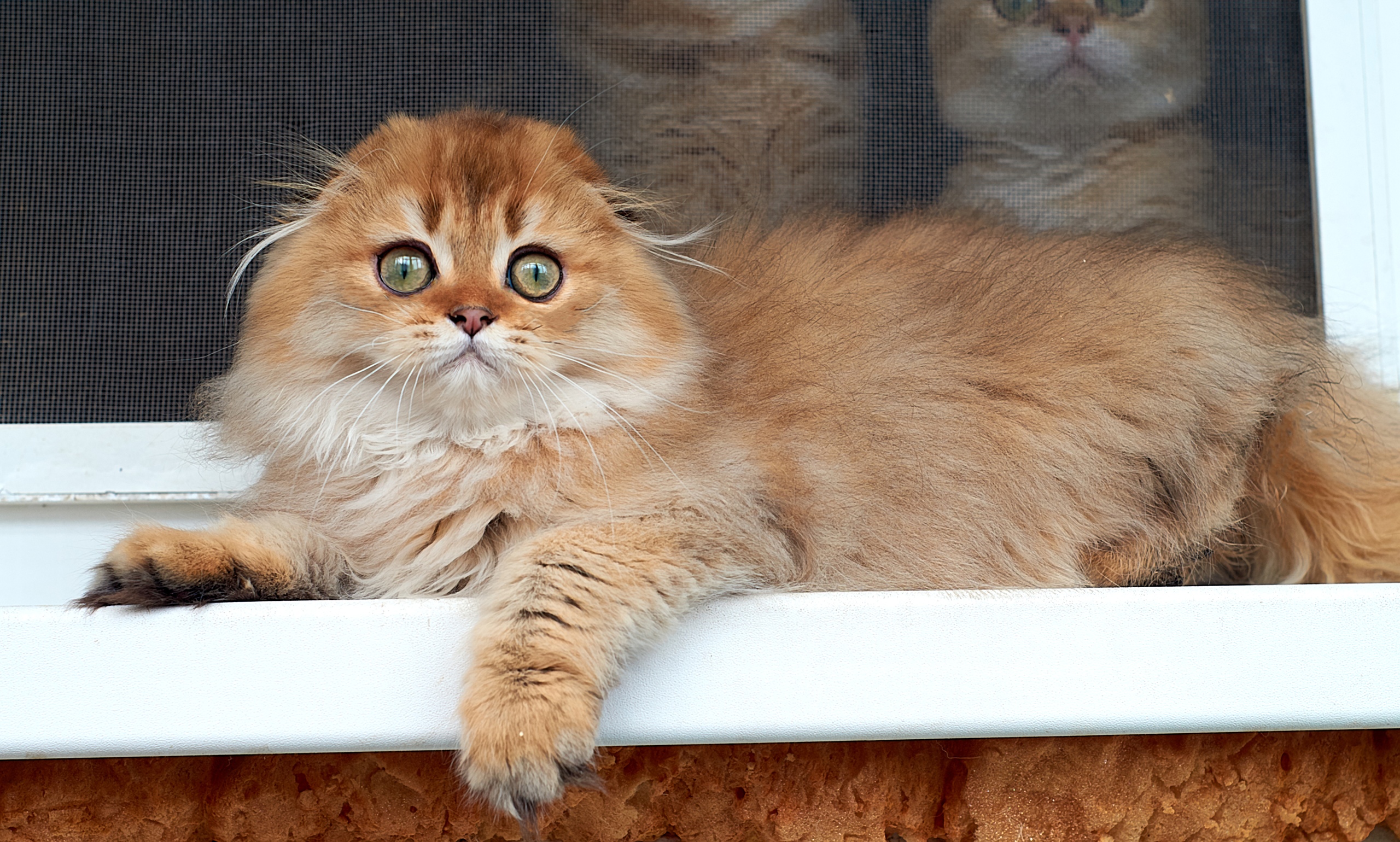 Разведчица на подоконнике