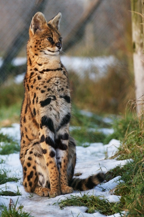 Наблюдательная кисуля