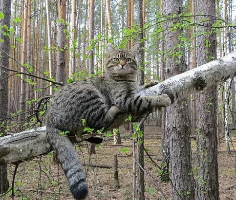 О лес, мой дом родной