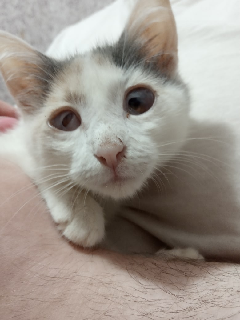 Вирусная инфекция