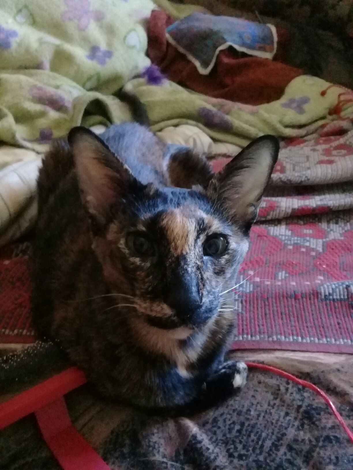 Черепаховое чудо