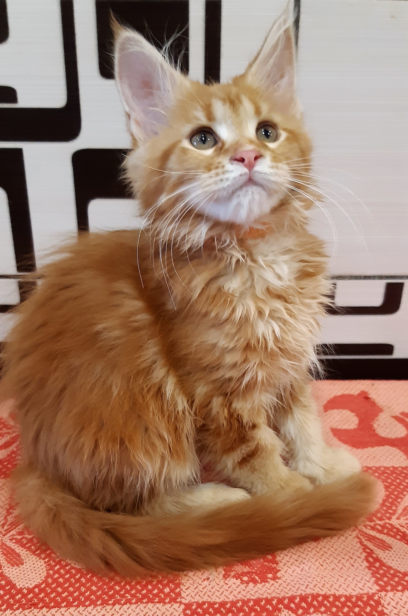 Рыженький любимка