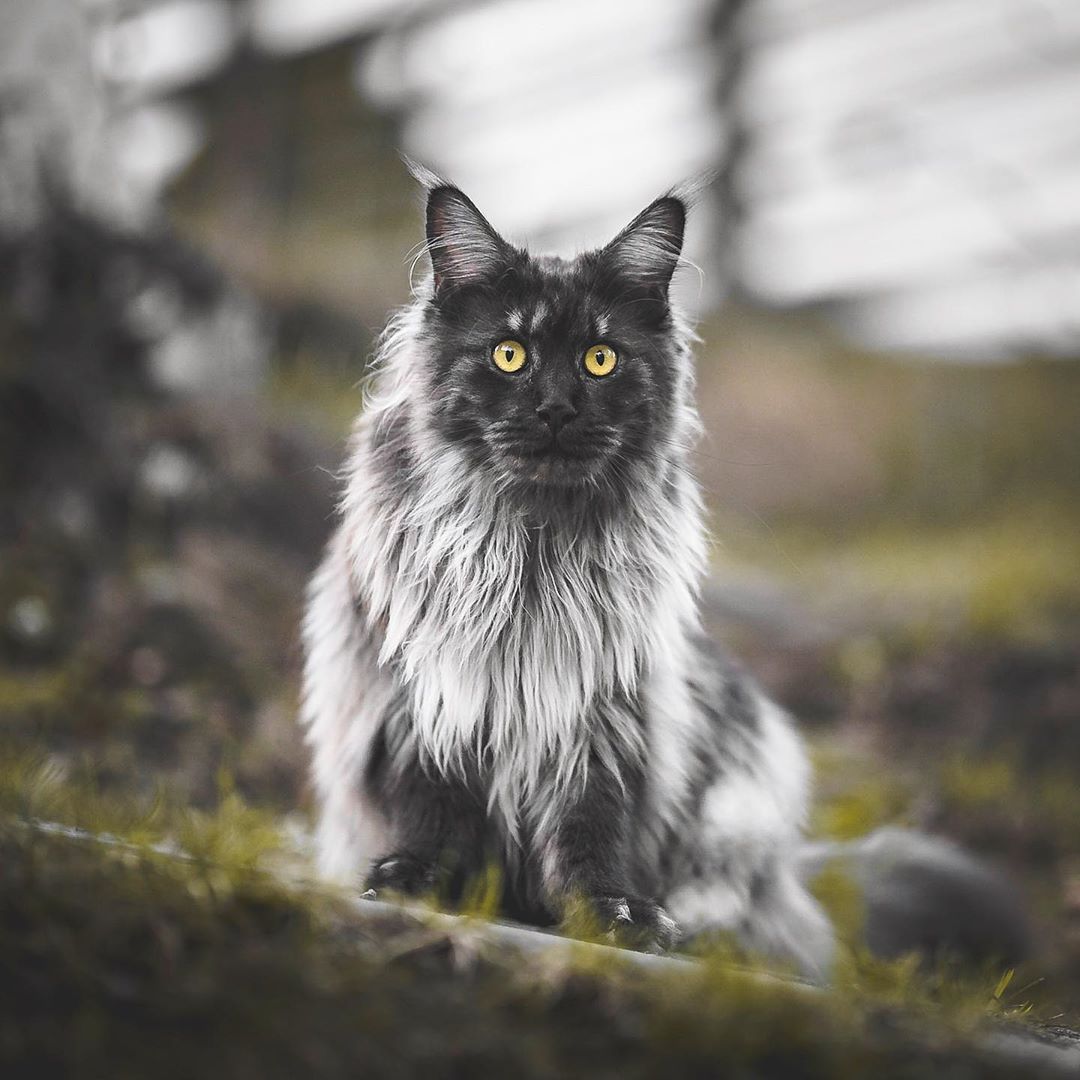 Что делаю, гуляю