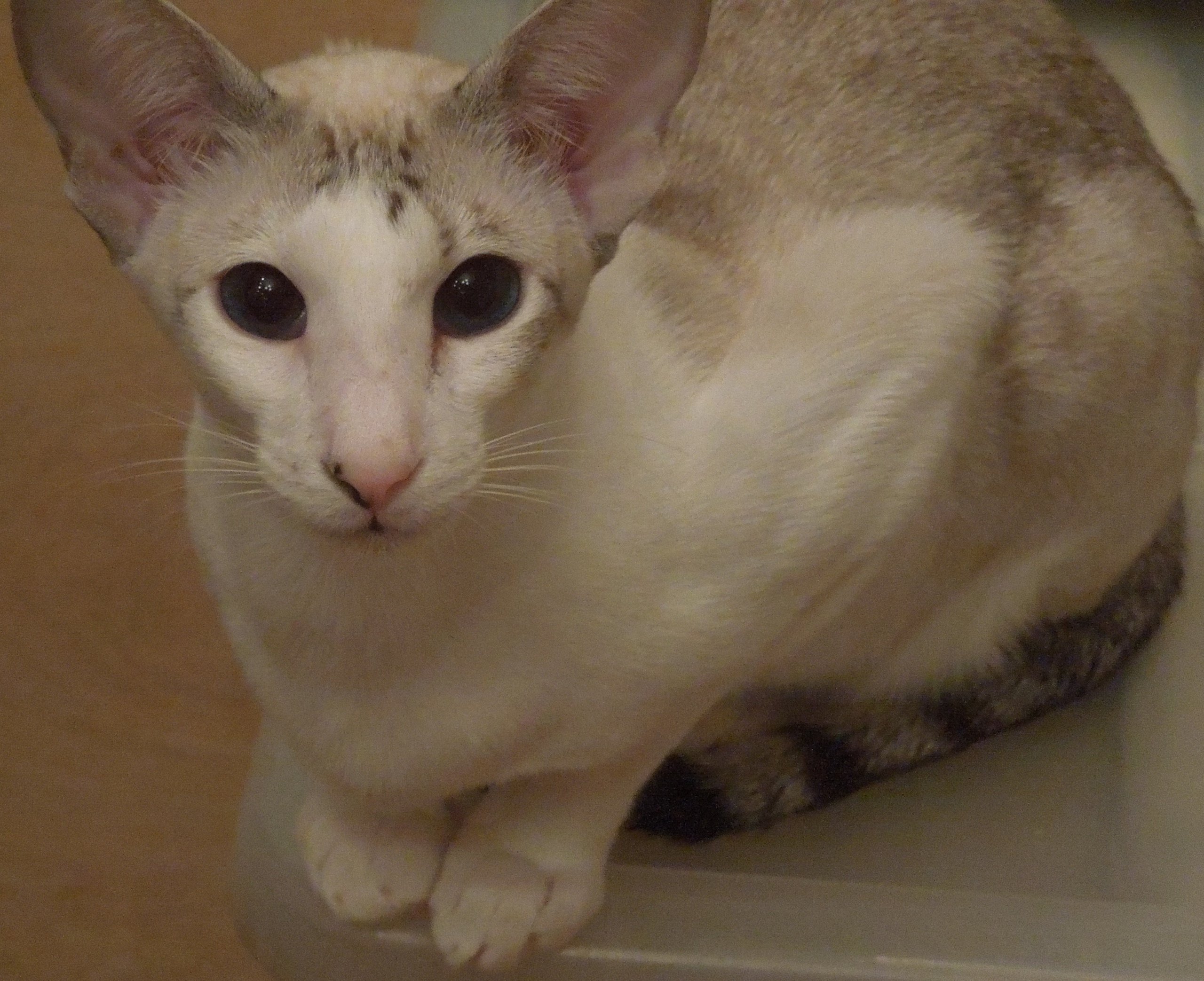 Сейшелка синеглазка