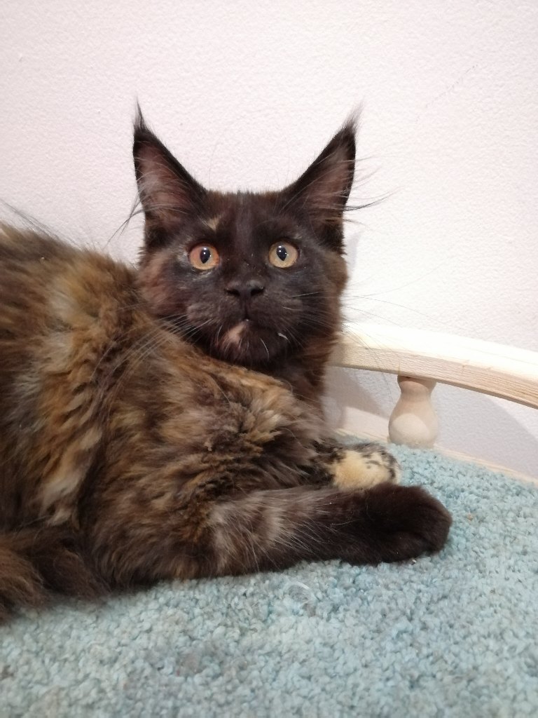 Не надо ко мне никого подселять