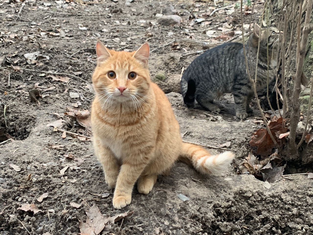 Не мешайте охотиться