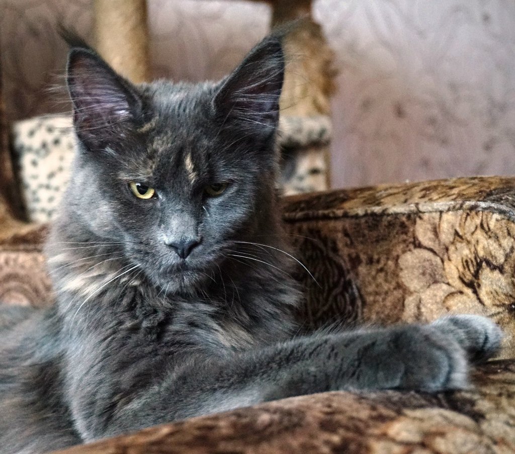 Бывалый котяра