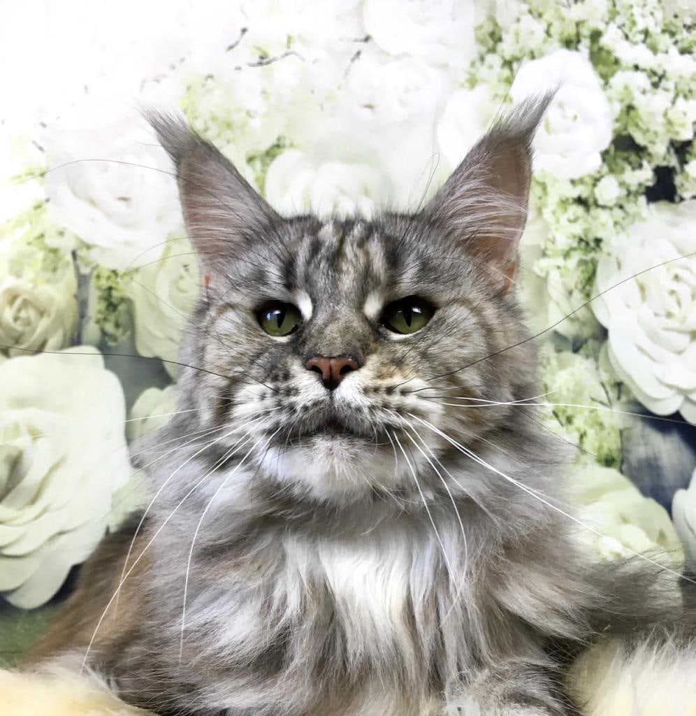 Красотка Рыся