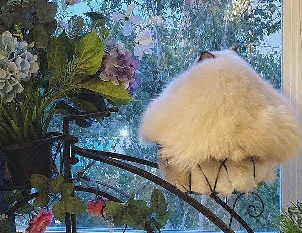 Шерстяной цветочек