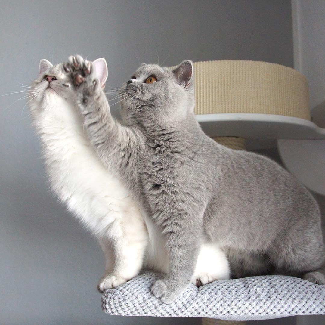 Умницы красавицы