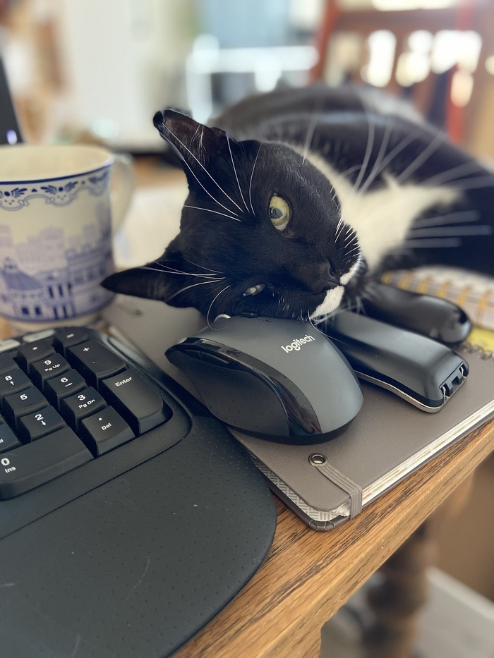 Погладь меня, пожалуйста