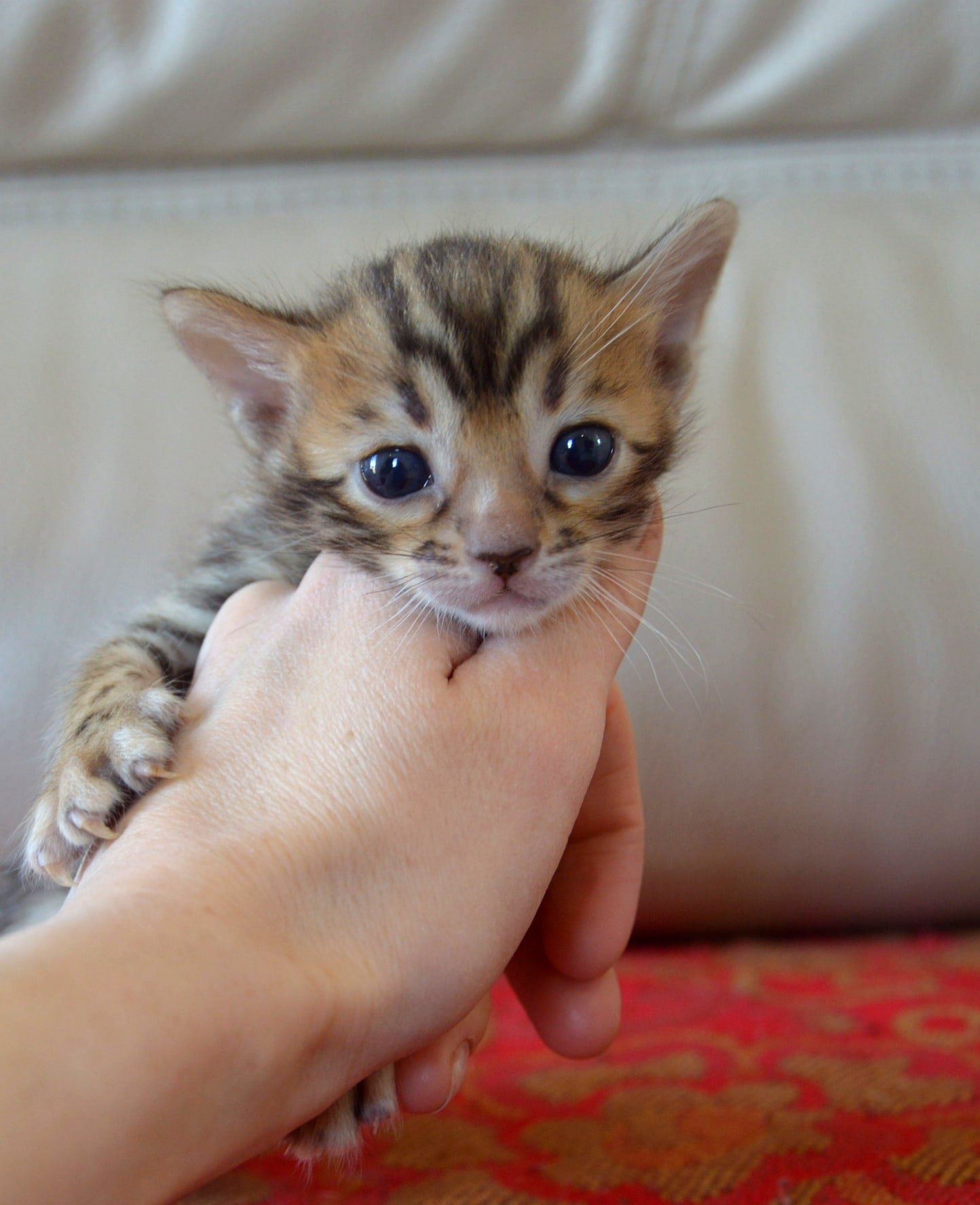 Вот я вырасту, стану тигром