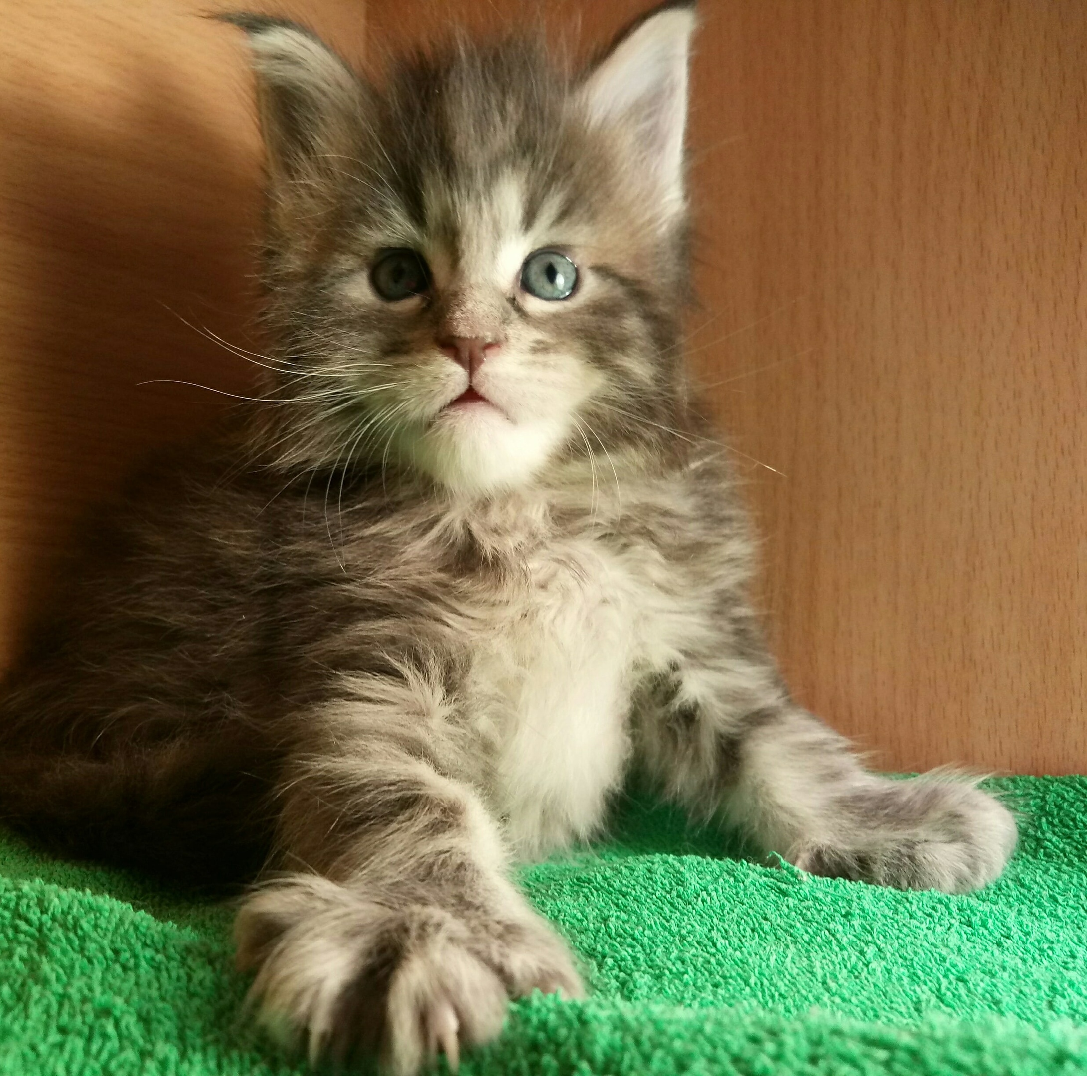 Я тут главный