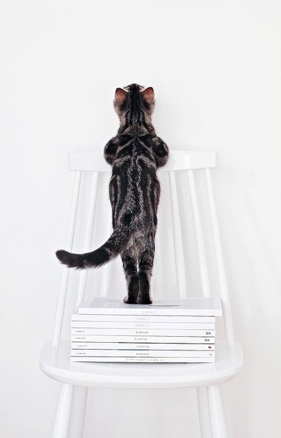 Где то там комарик