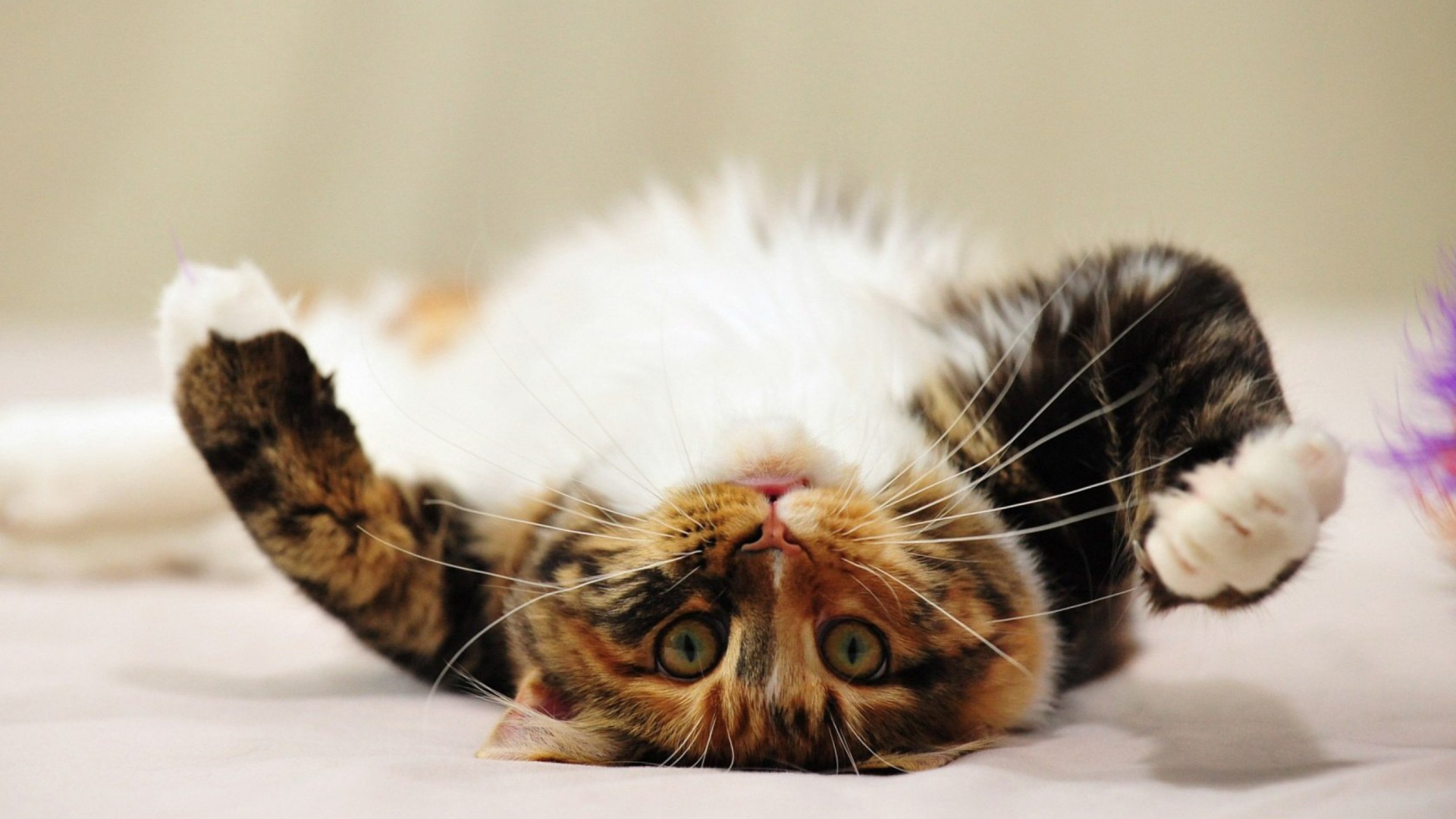 Я на спиночке лежу и усами шевелю