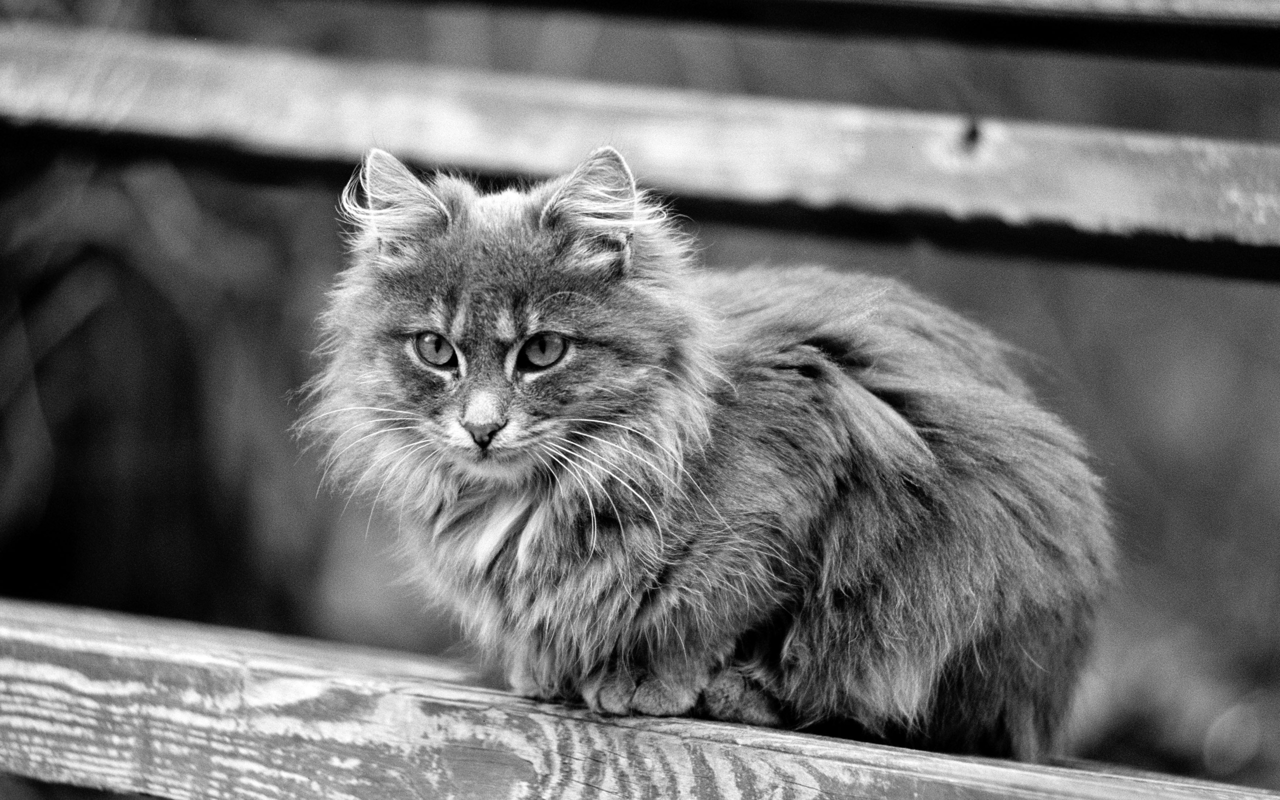 Грустная красавица