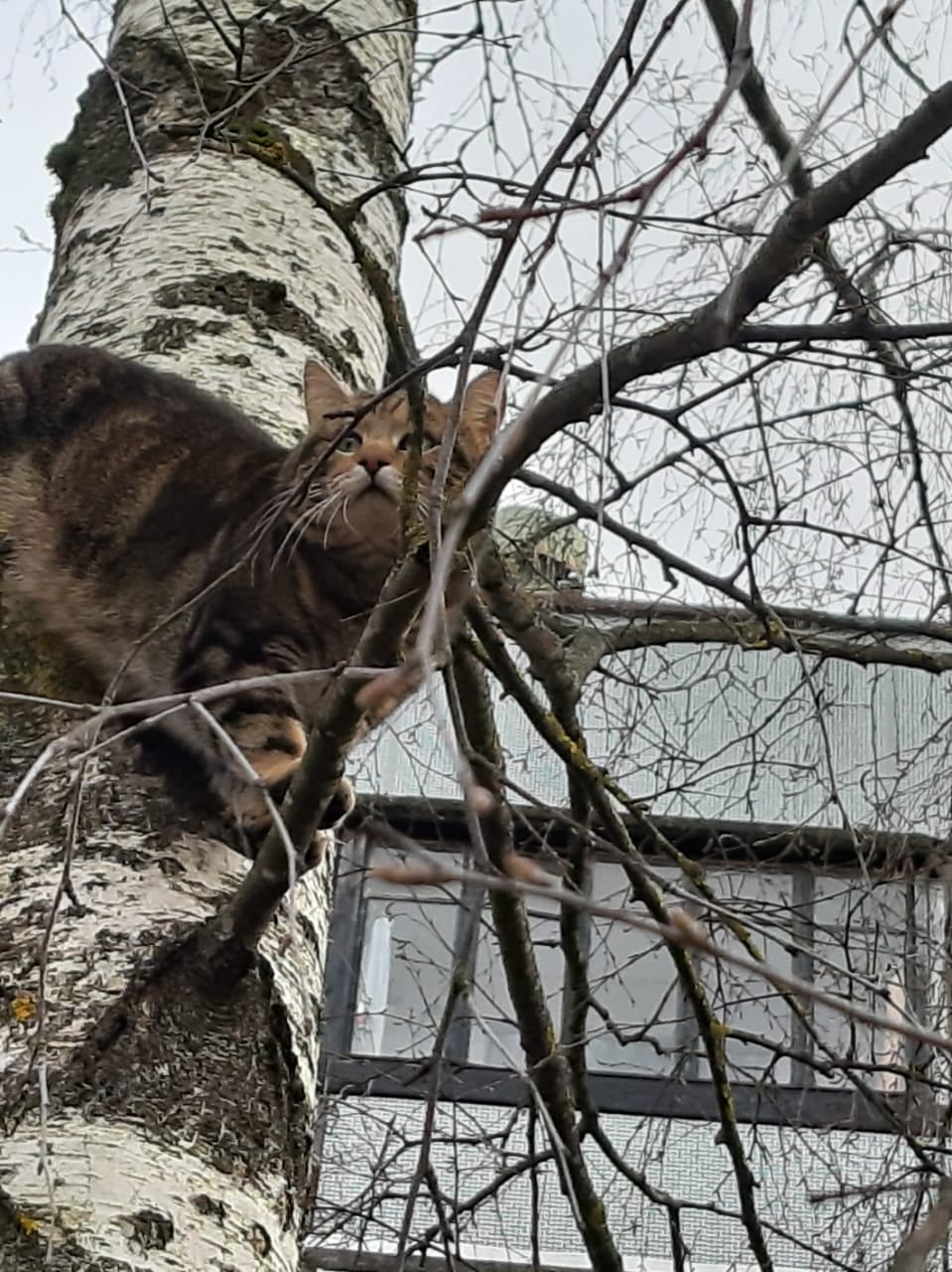 Высоко сижу, далеко гляжу