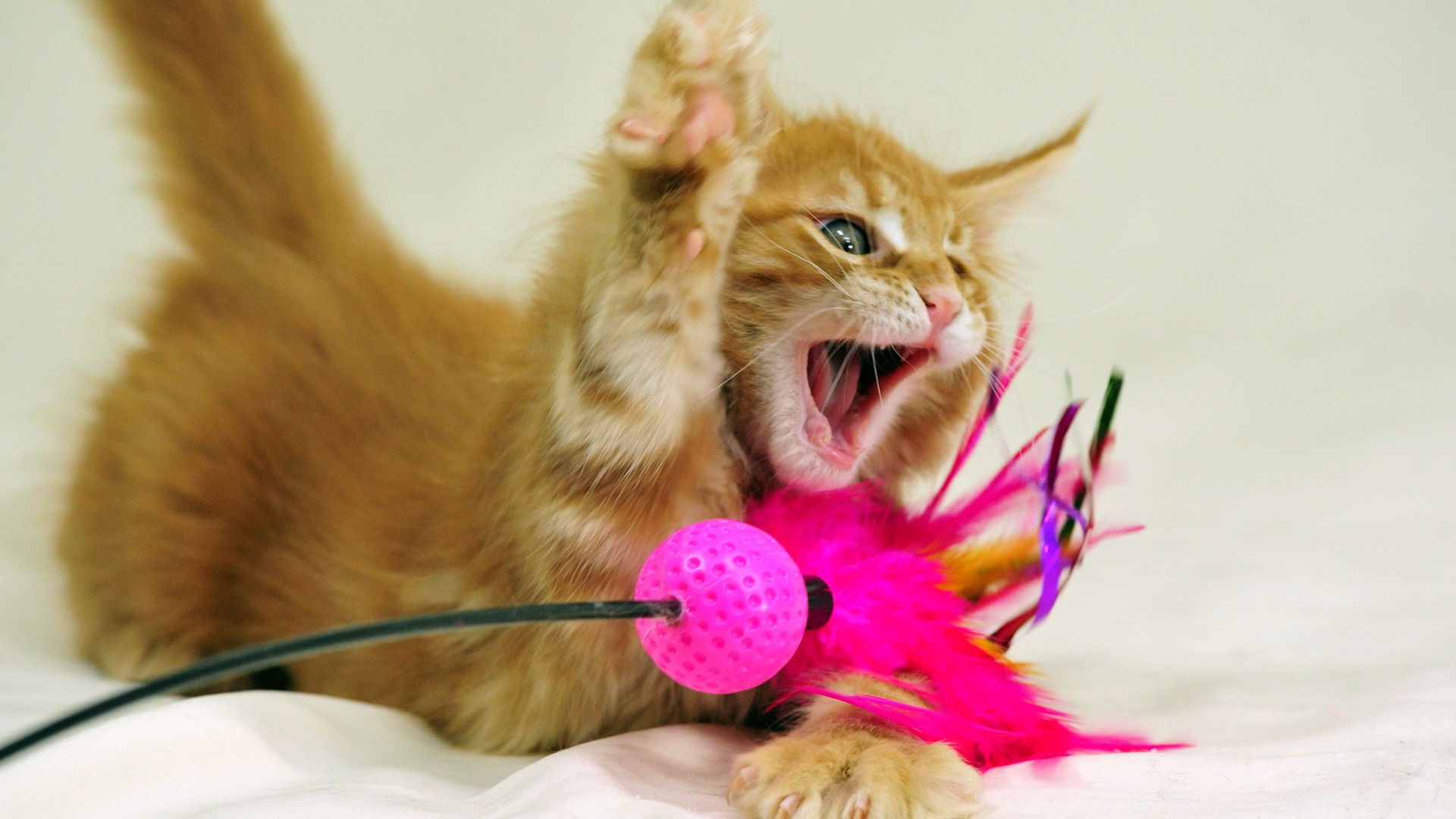 Сейчас поймаю