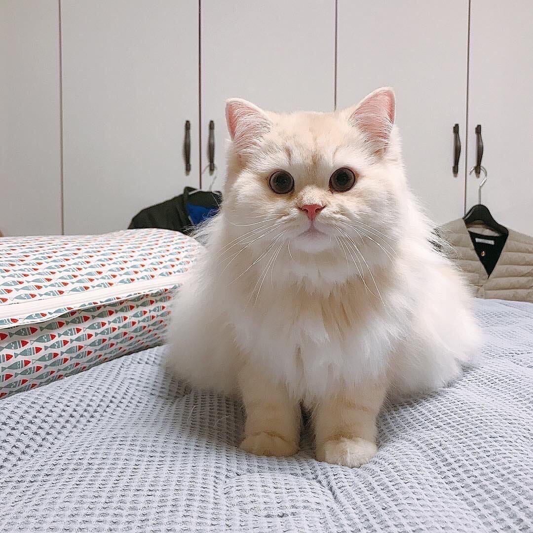 Кисуличка красотуличка