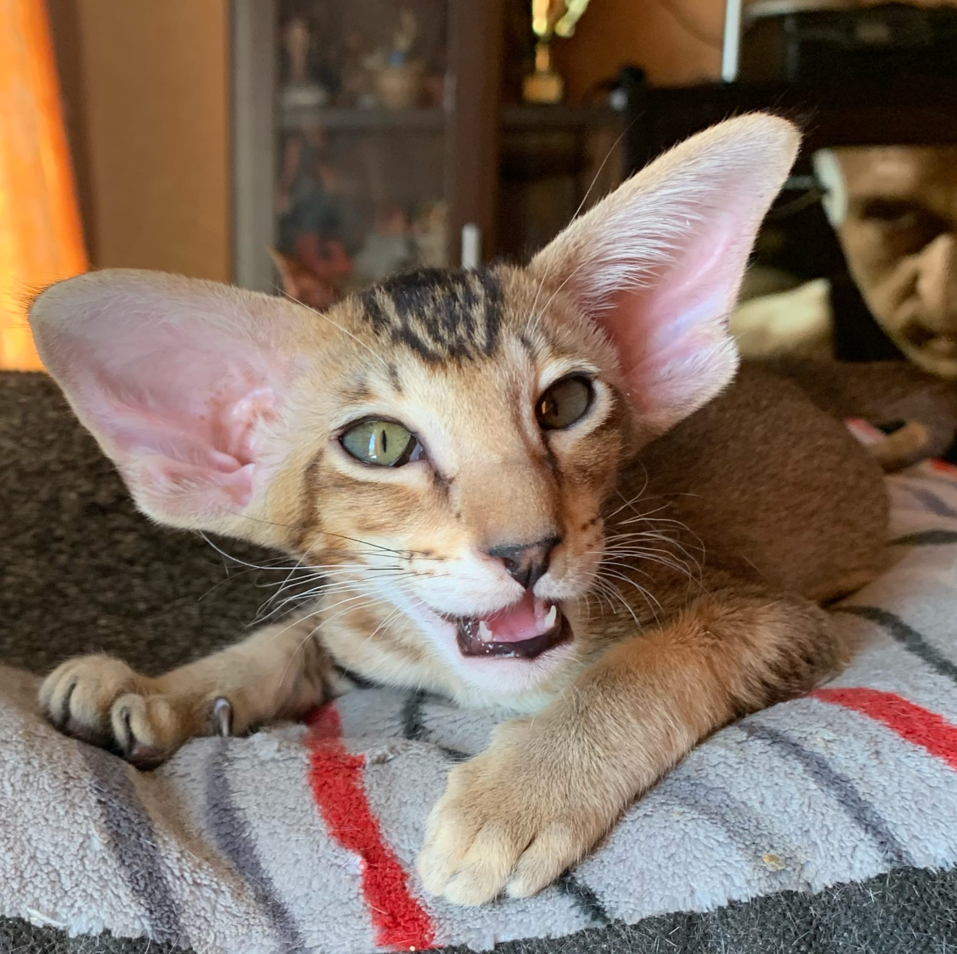 Домашний весельчак