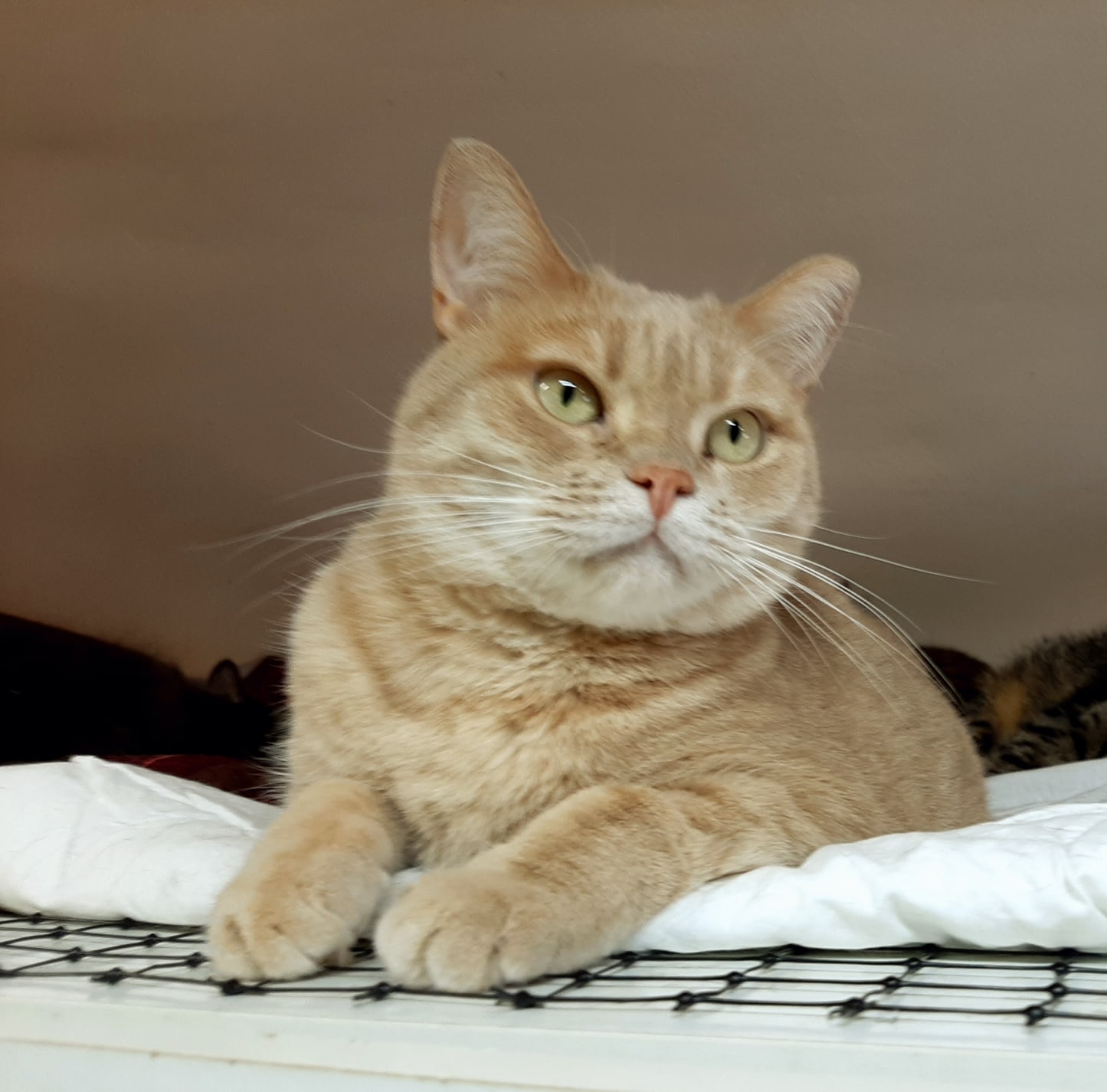 Не хочу вставать