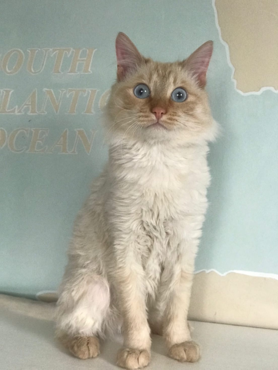 Я в круиз не поеду