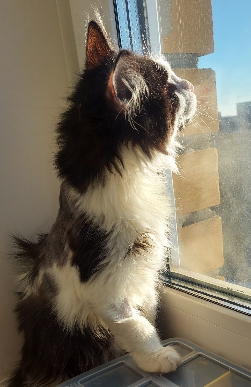 Слепыши видят сердцем