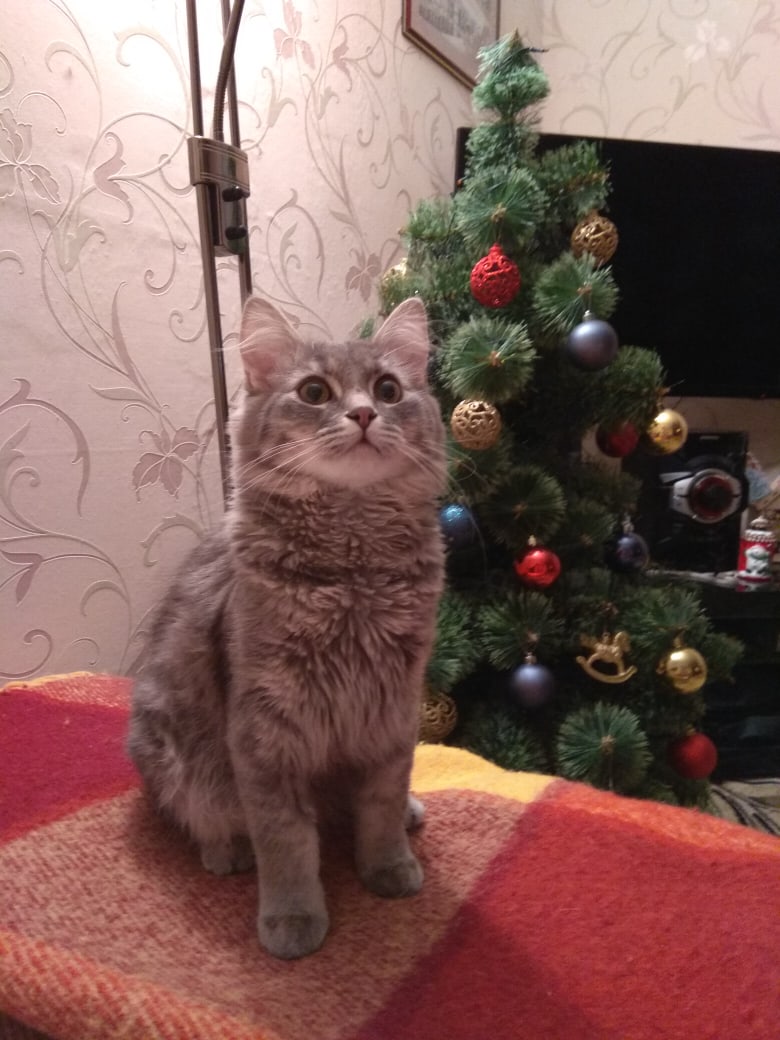 Зажигайте огоньки на ёлочке