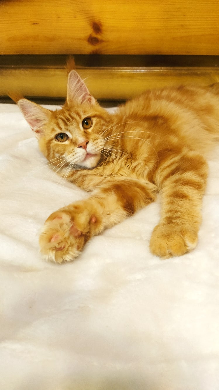 Брутальный котейка