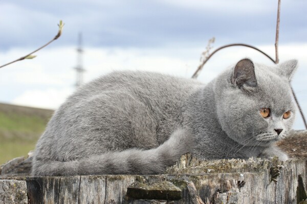 Котику нечем заняться