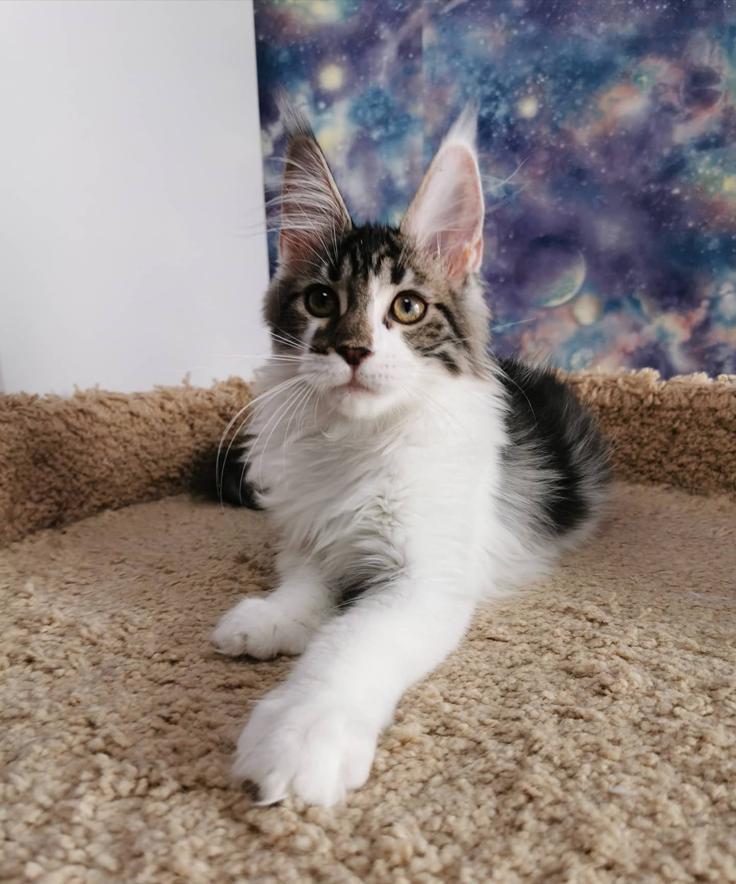 Хозяин, я с тобой хоть в космос