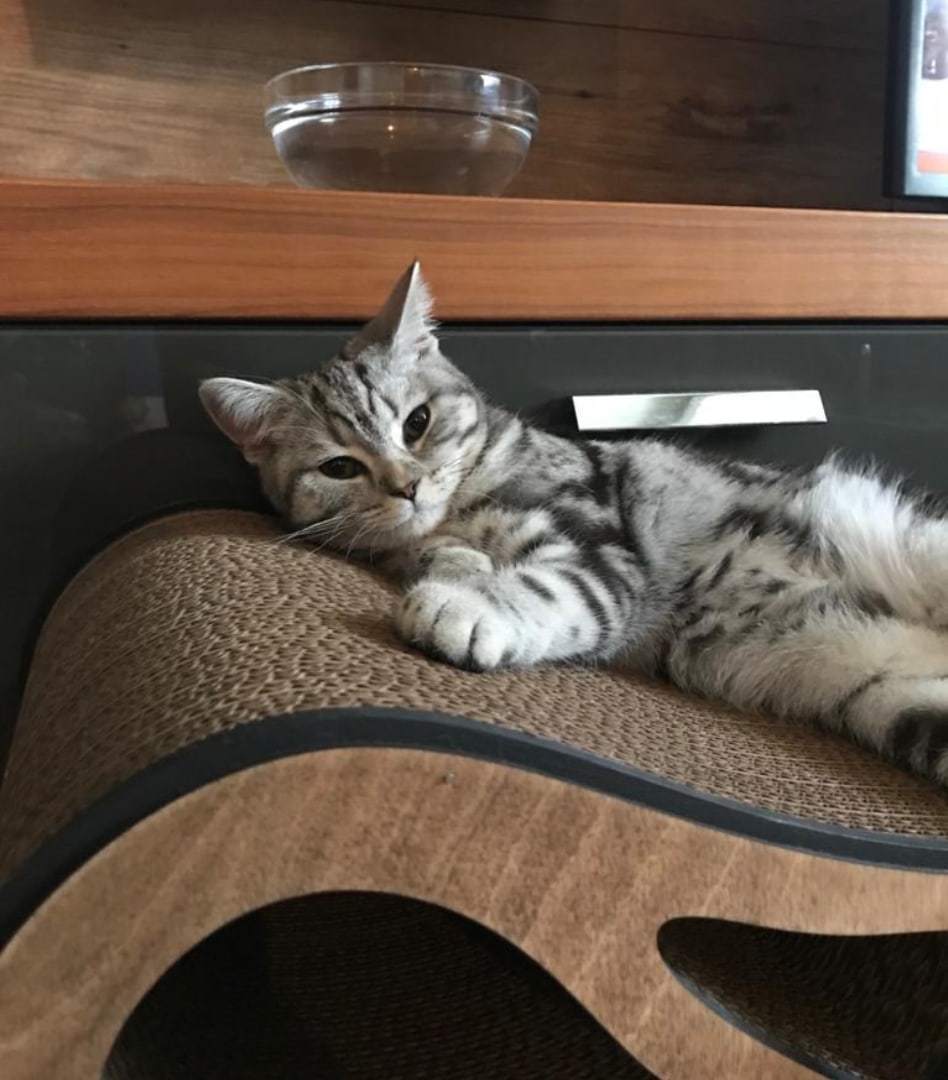 Мне лень вставать