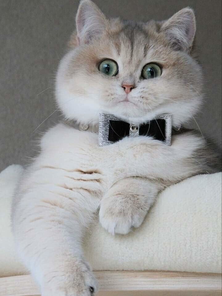 Жених на выдани