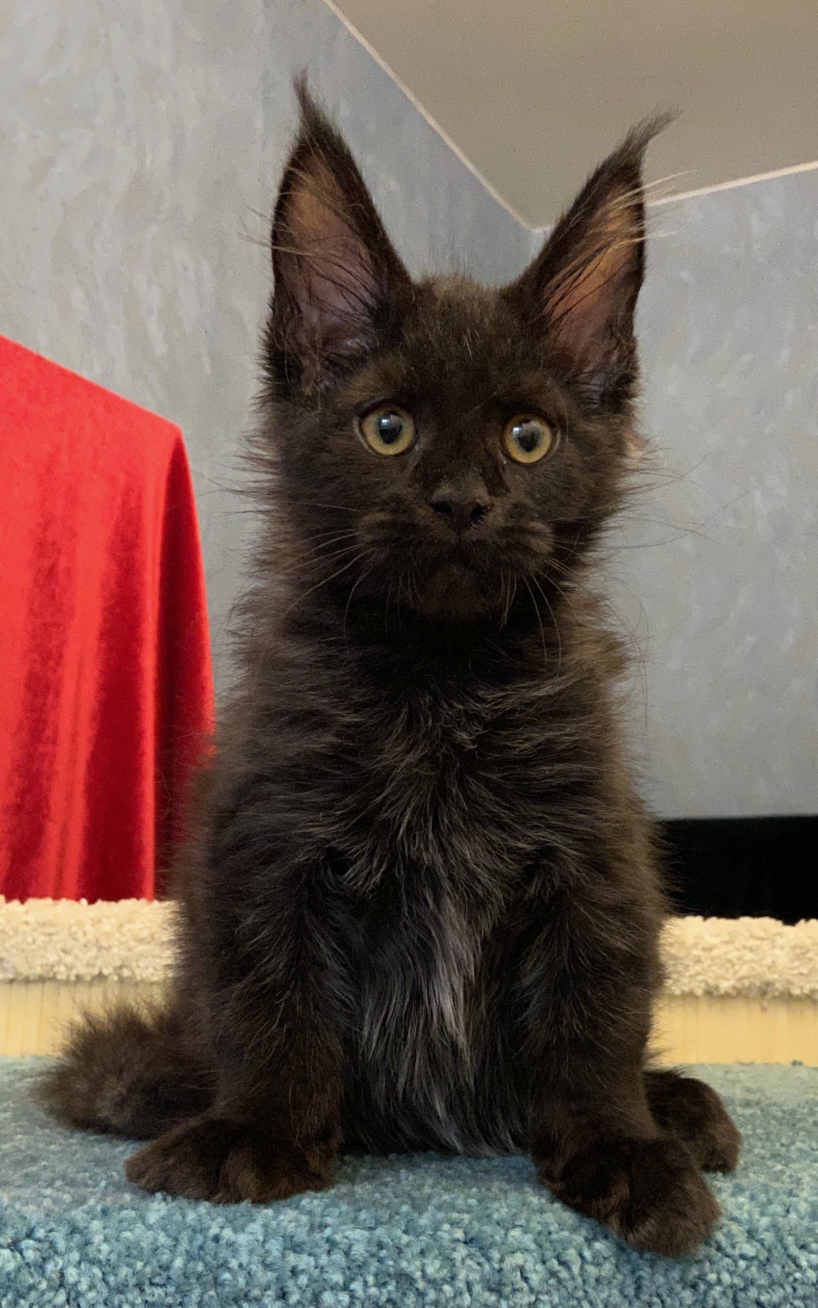 Надоело скучать, пойду шкодить